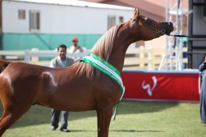 Bashir al Shaqab