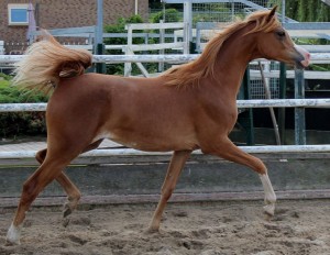 (Ajman Moniscione x Poppy bint Navarrone-D)