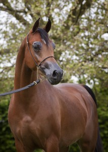 Yuliette by Robert Peek IV